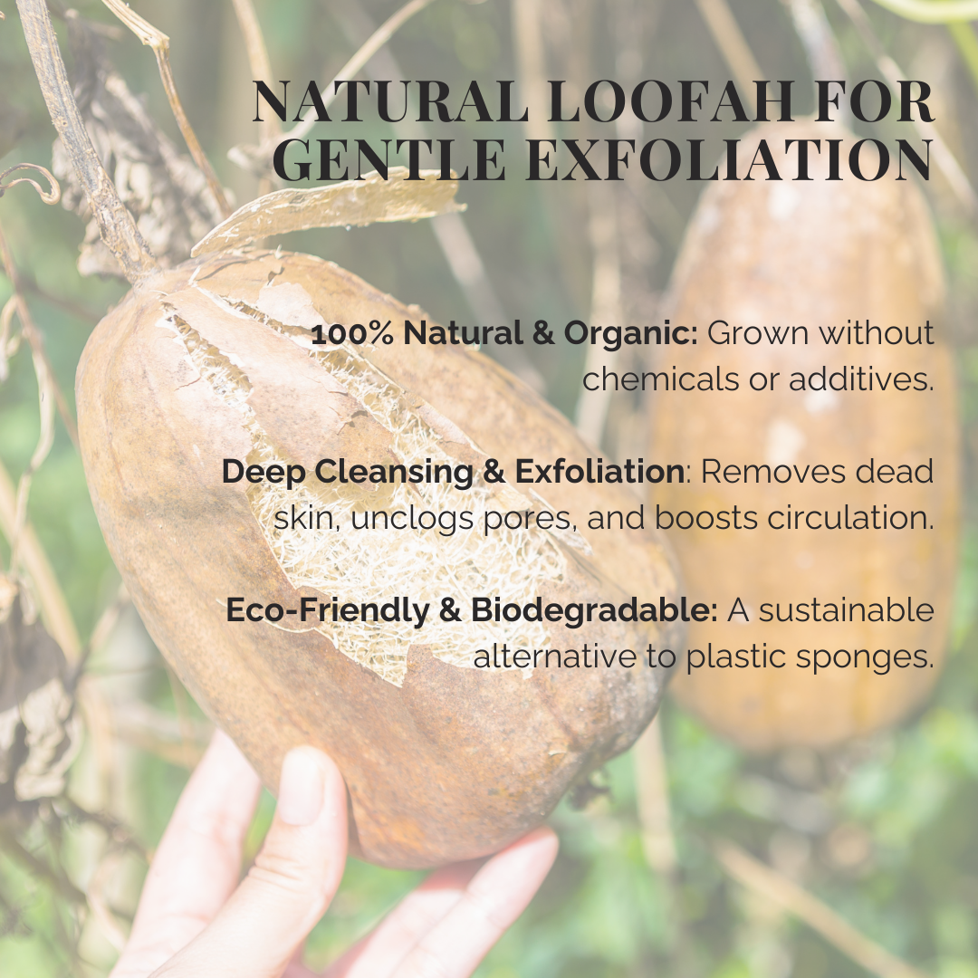 Natural Loofah Sponge – 6" Cut, Organic & Biodegradable